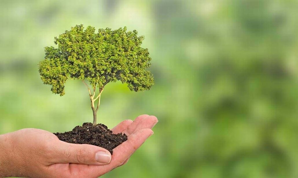 Planeta precisa de 1,2 trilhão de novas árvores