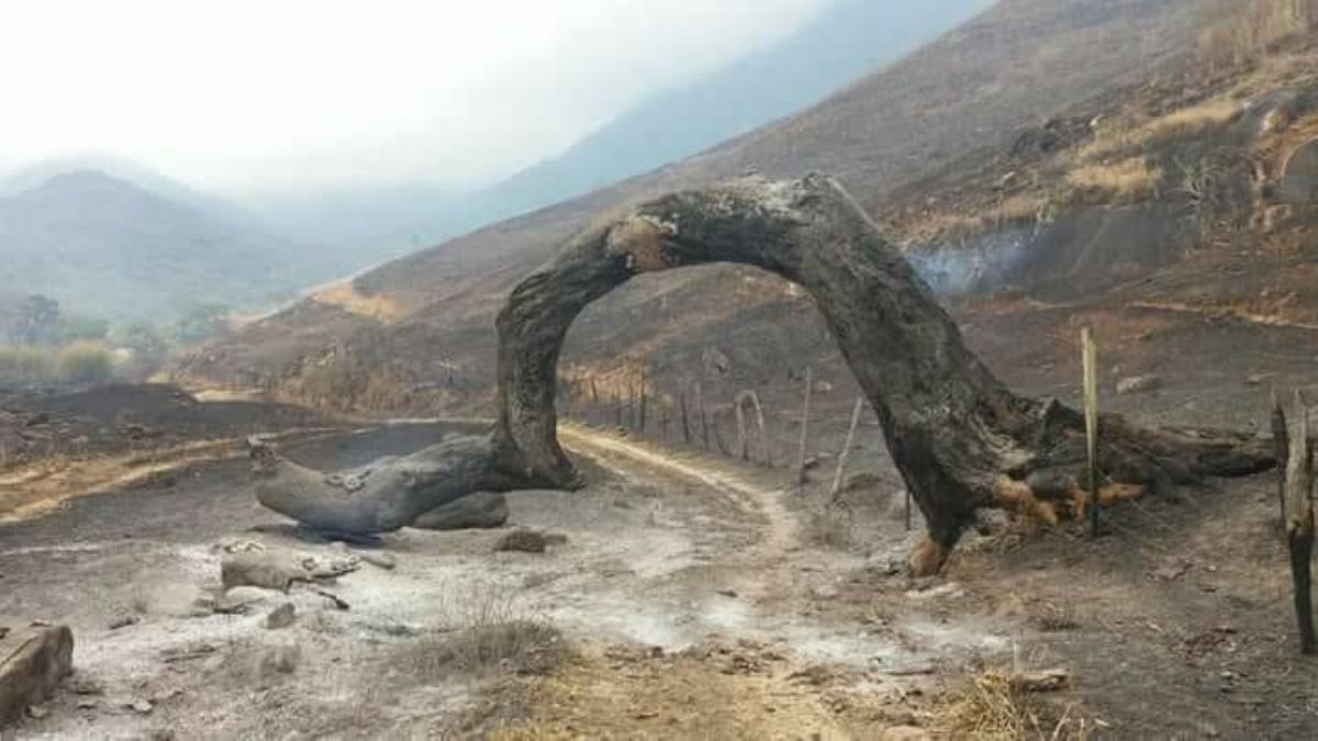 21 – Dia Da Árvore… e a floresta queimou