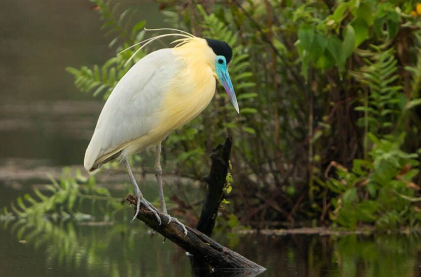  Aves do Piracicaba: a sensacional garça-real