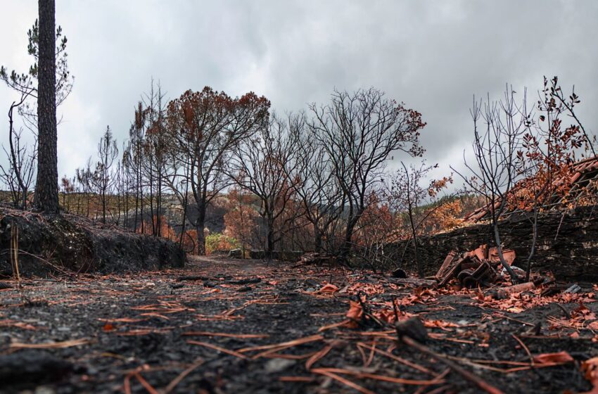  Prejuízos causados pela queimada no solo