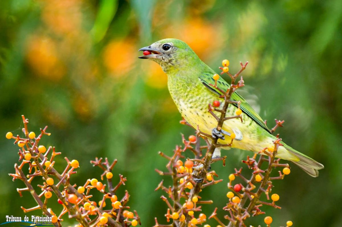 “Saí-andorinha”, mensageira da felicidade