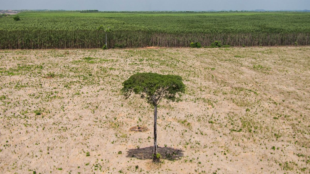 Redução do desmatamento pode evitar pandemias