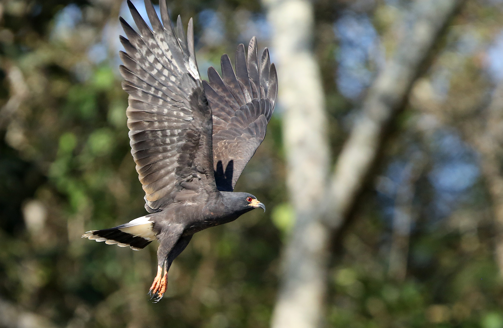 O gracioso Gavião Caramujeiro