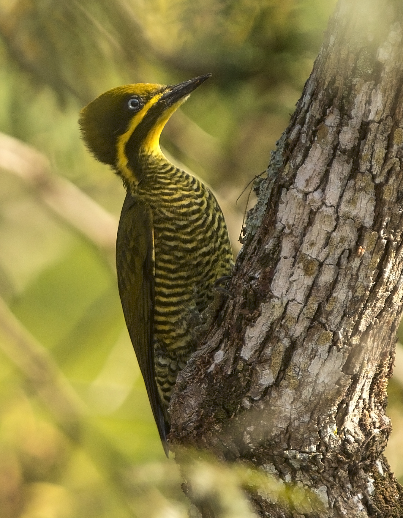 O raro Pica-pau-dourado-grande