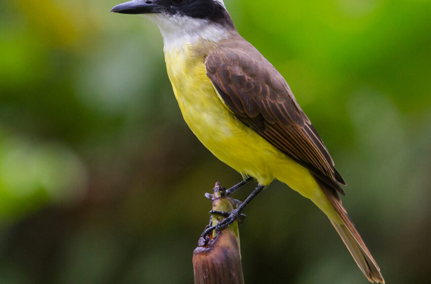  Aves do Piracicaba: Bem-te-vi