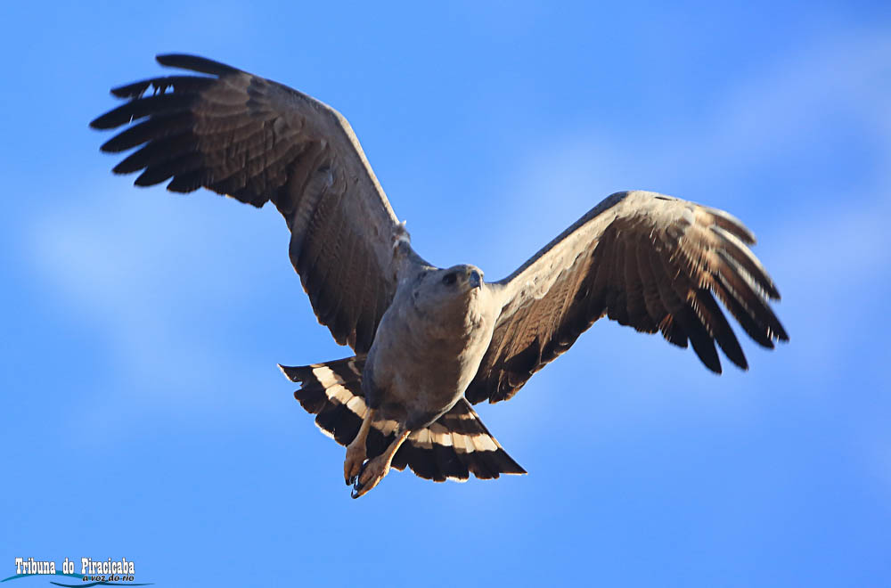 Águia-cinzenta – a maior e mais rara águia da Bacia
