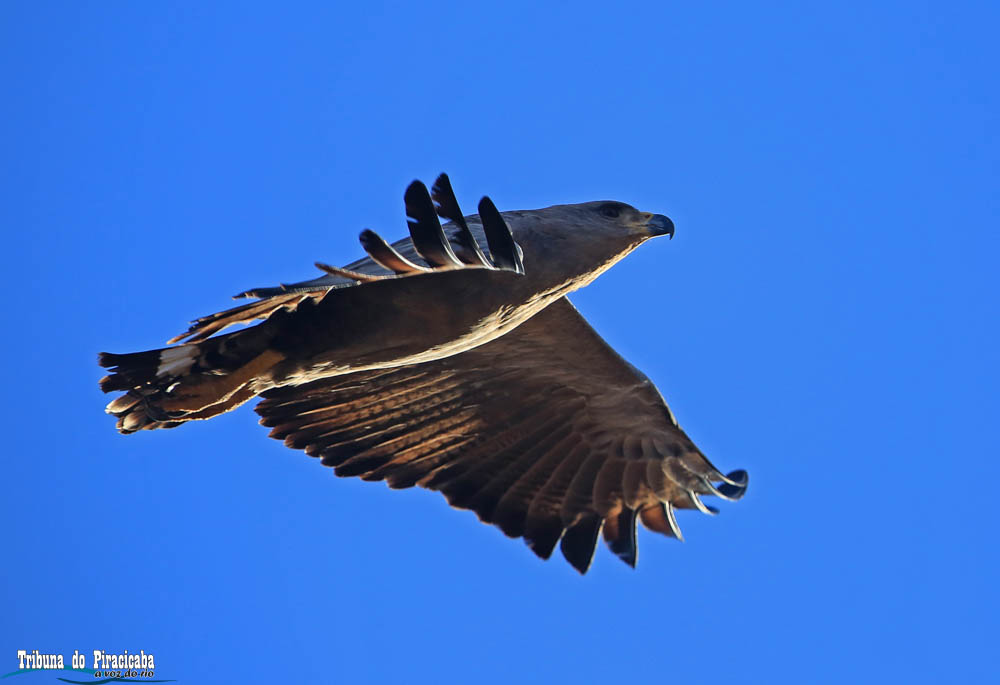Amplitude e energia: a Águia-cinzenta e a Expedição Piracicaba