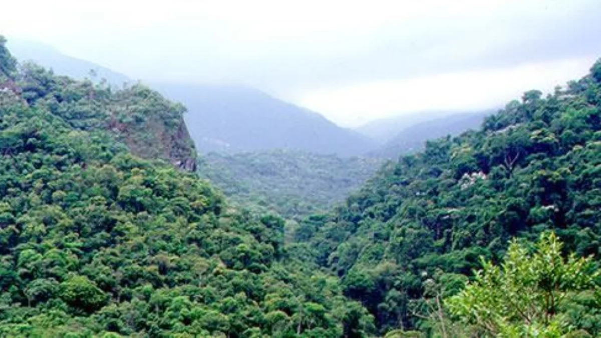 A Mata Atlântica corre perigo