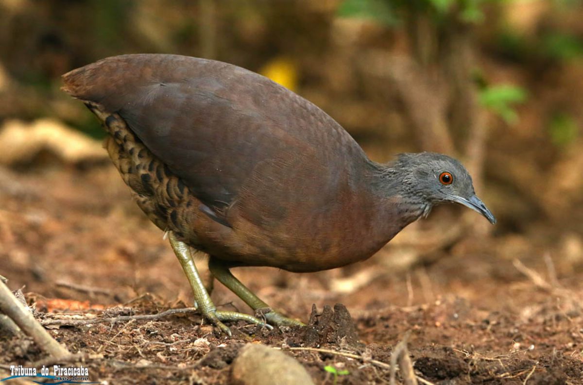 Inhambu – Uma ave vítima da caça e do desmatamento