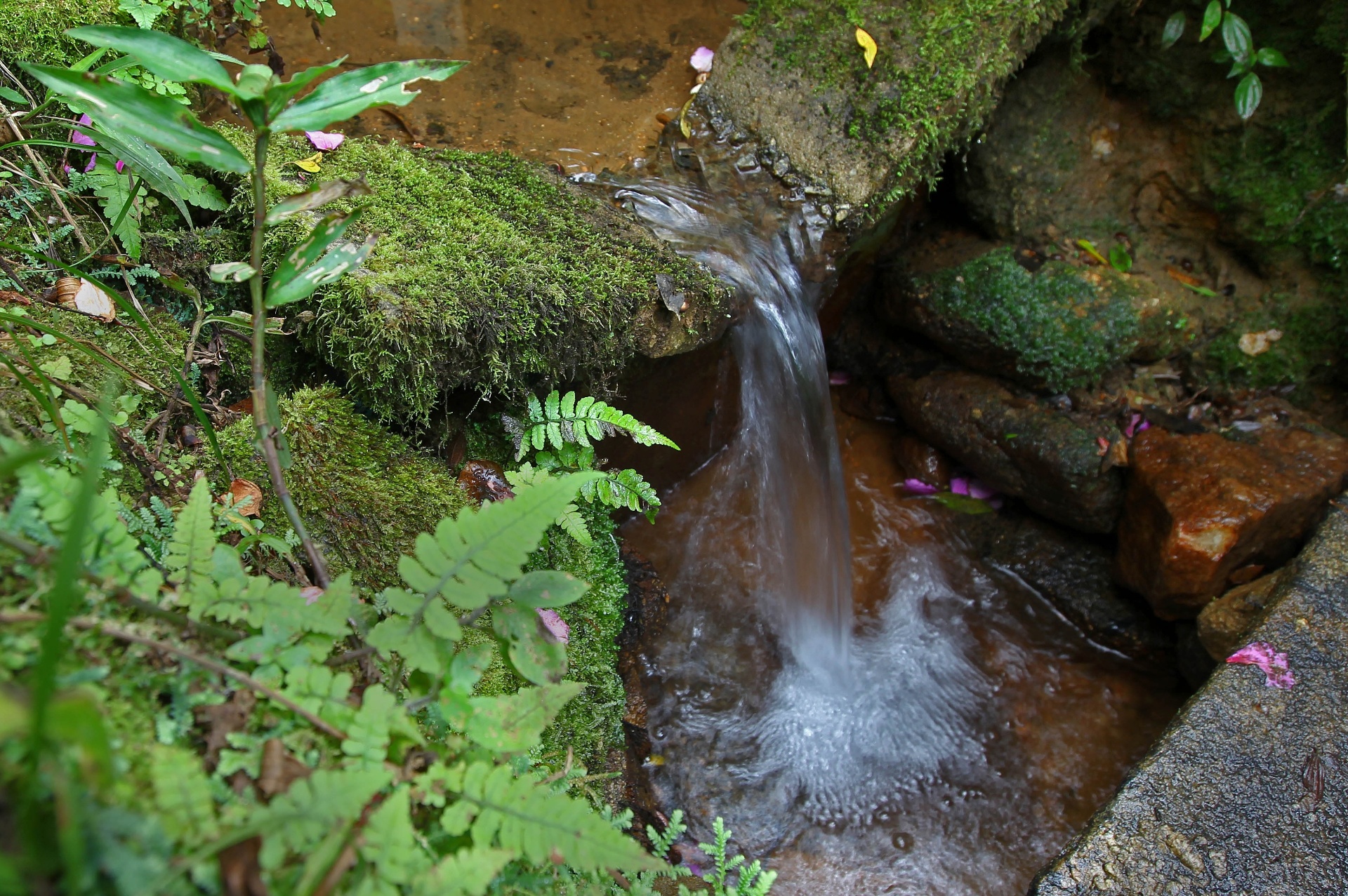 SMMA promove curso de Diagnóstico e Proteção de Nascentes