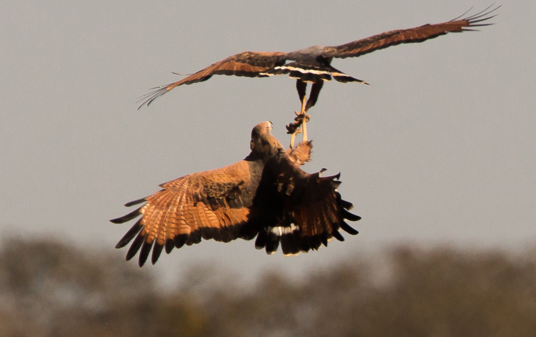 Gavião-caboclo, rei das queimadas