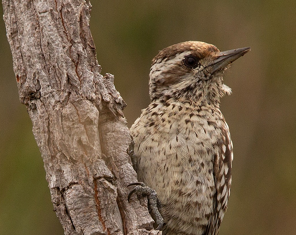 O savânico e raro pica-pau-chorão