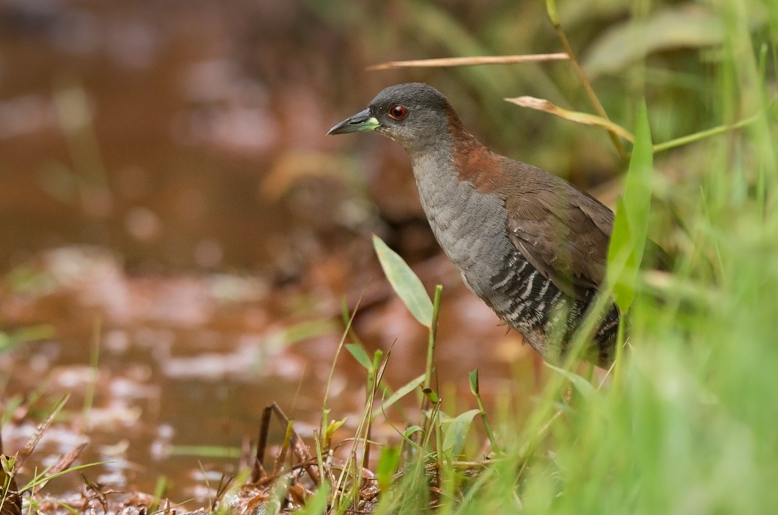 Sanã-do-capim, um belo fantasminha