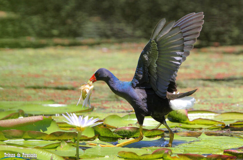  O belíssimo frango-d’água-azul