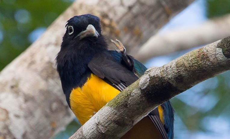  Surucuá-de-barriga-amarela, o capitão do mato