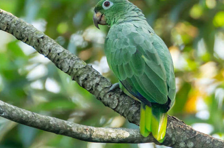  Papagaio-moleiro, o maior do Brasil