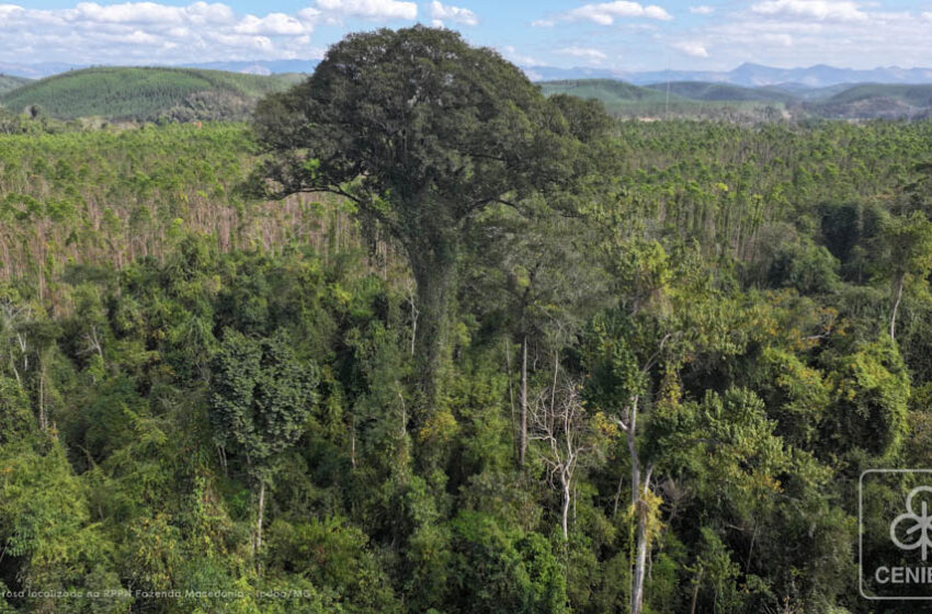 Biodiversidade em foco: Cenibra reforça compromisso com a sustentabilidade em novo relatório