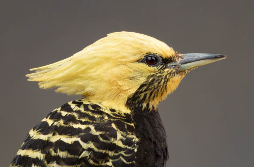  Pica-pau-de-cabeça-amarela, o “Supla” de nossas matas