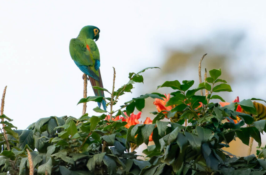  Expedição da Ecoavis à bacia do Piracicaba