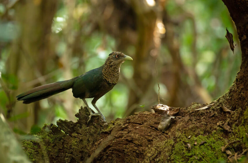  Expedição Aves do Piracicaba registra o mais procurado “fantasma” da bacia