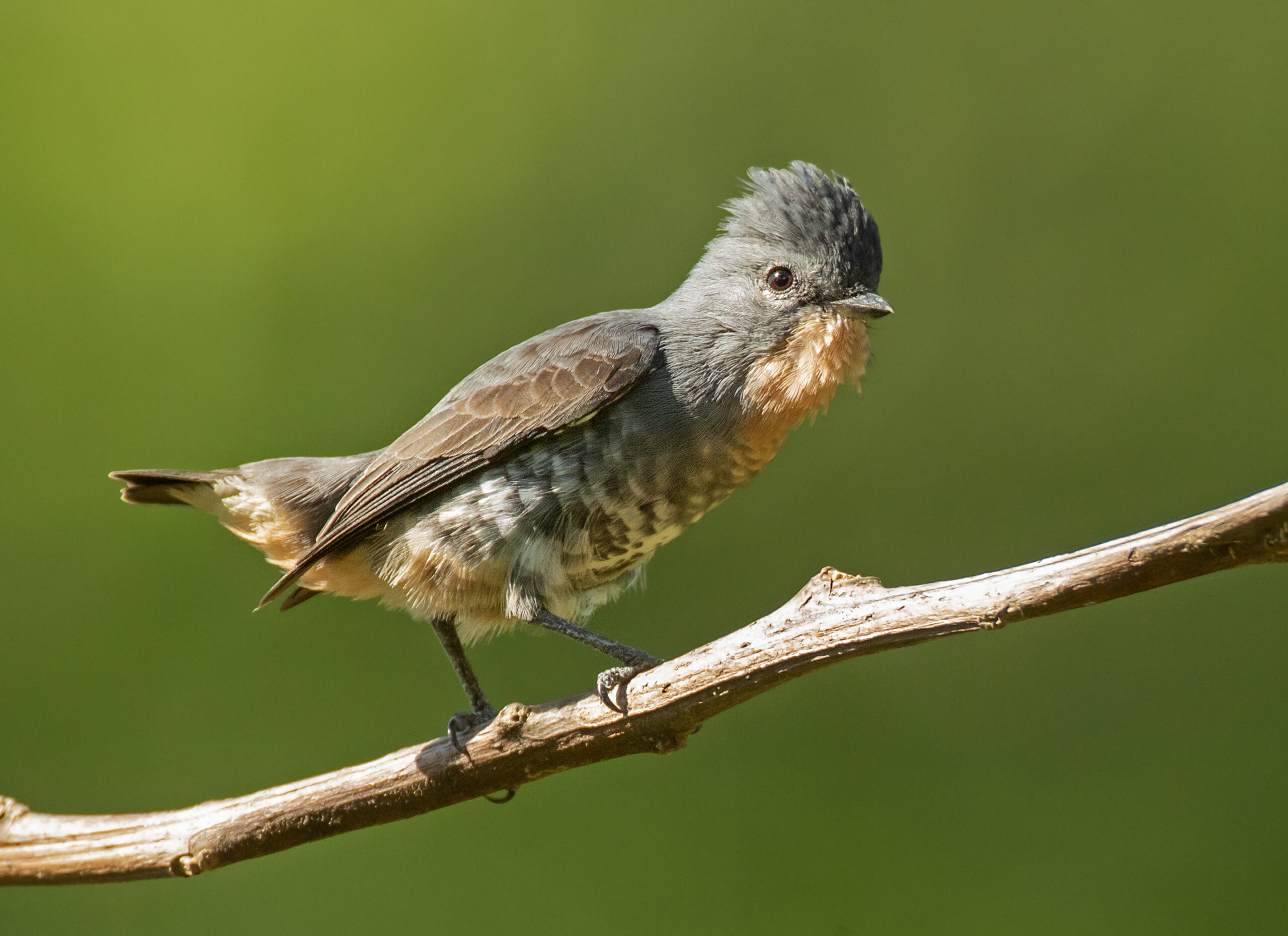  Anambezinho, pequena preciosidade da nossa bacia