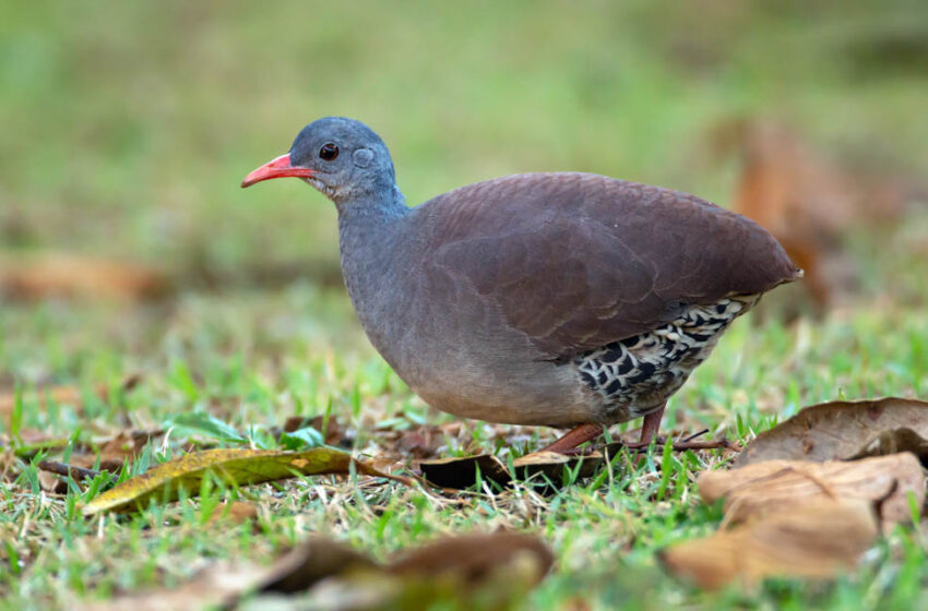  Chitãozinho e Xororó