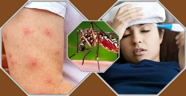  Dengue: evolução, riscos e prevenção