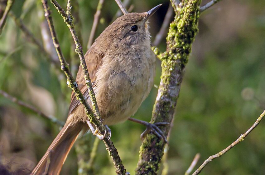  A arisca garrincha-chorona, uma ave das alturas