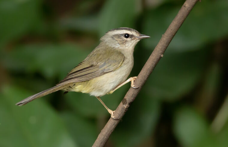  O inquieto pula-pula