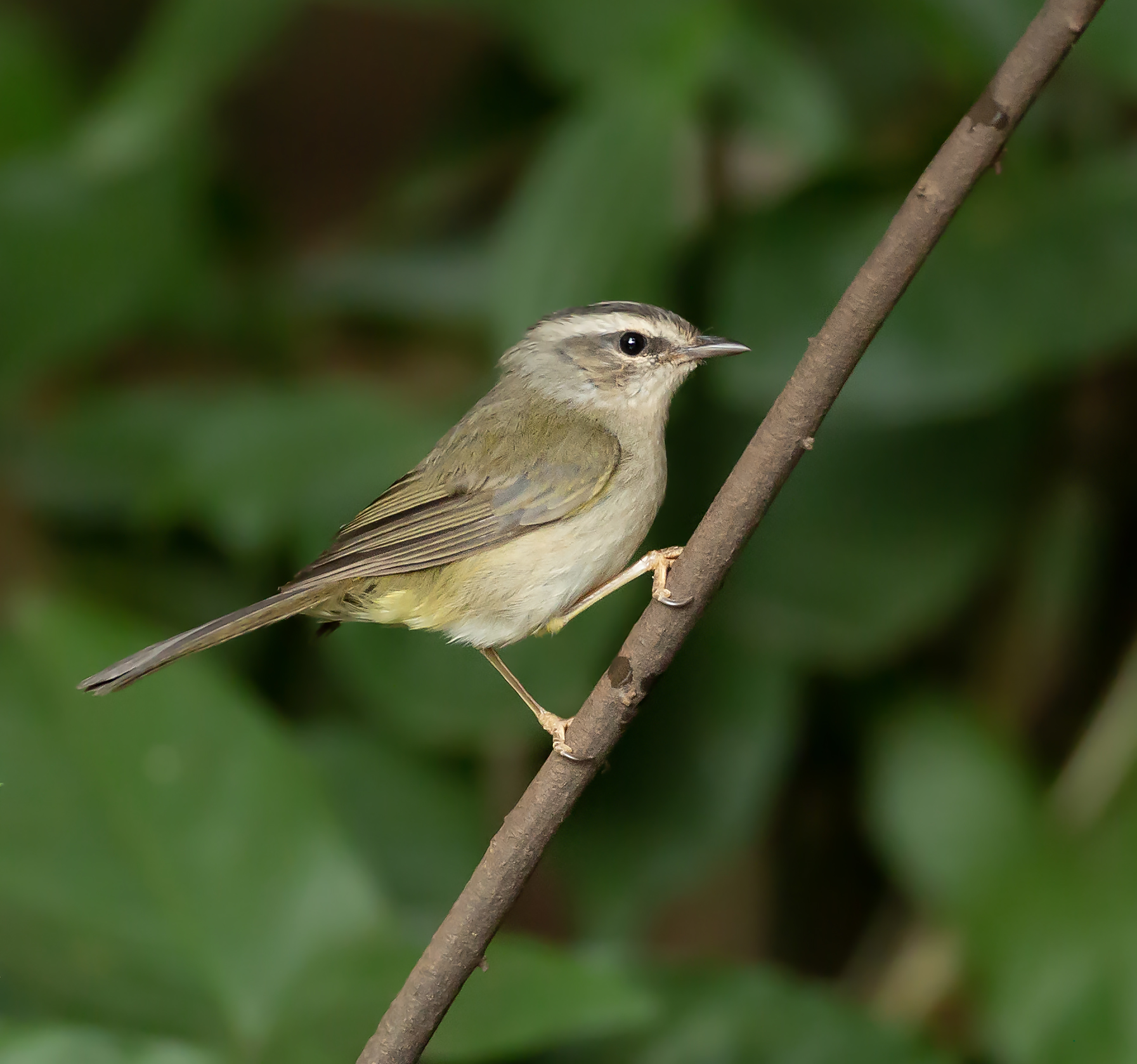  O inquieto pula-pula