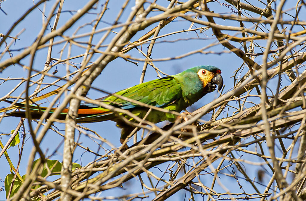 Aves do Piracicaba: Parque do Areão se apresenta como local seguro para avifauna