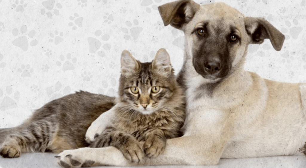 Prefeitura de João Monlevade realiza Campanha de Vacinação Antirrábica Animal 2026
