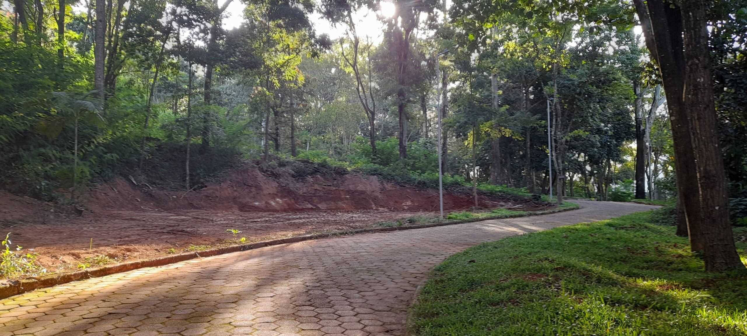 Dia da Árvore: uma data para refletir sobre os efeitos do Transtorno do Déficit de Natureza nas crianças