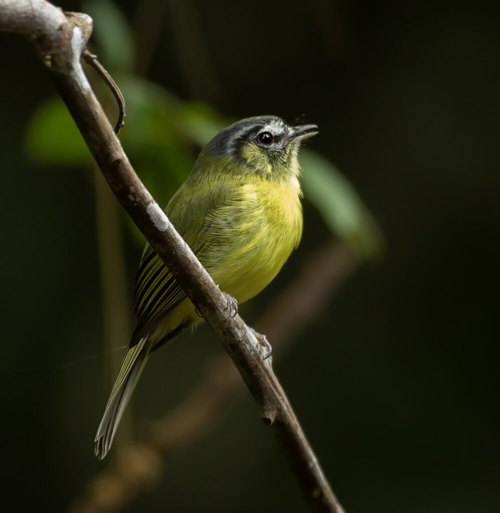 Aves do Piracicaba: Barbudinho, raridade do alto Rio Piracicaba
