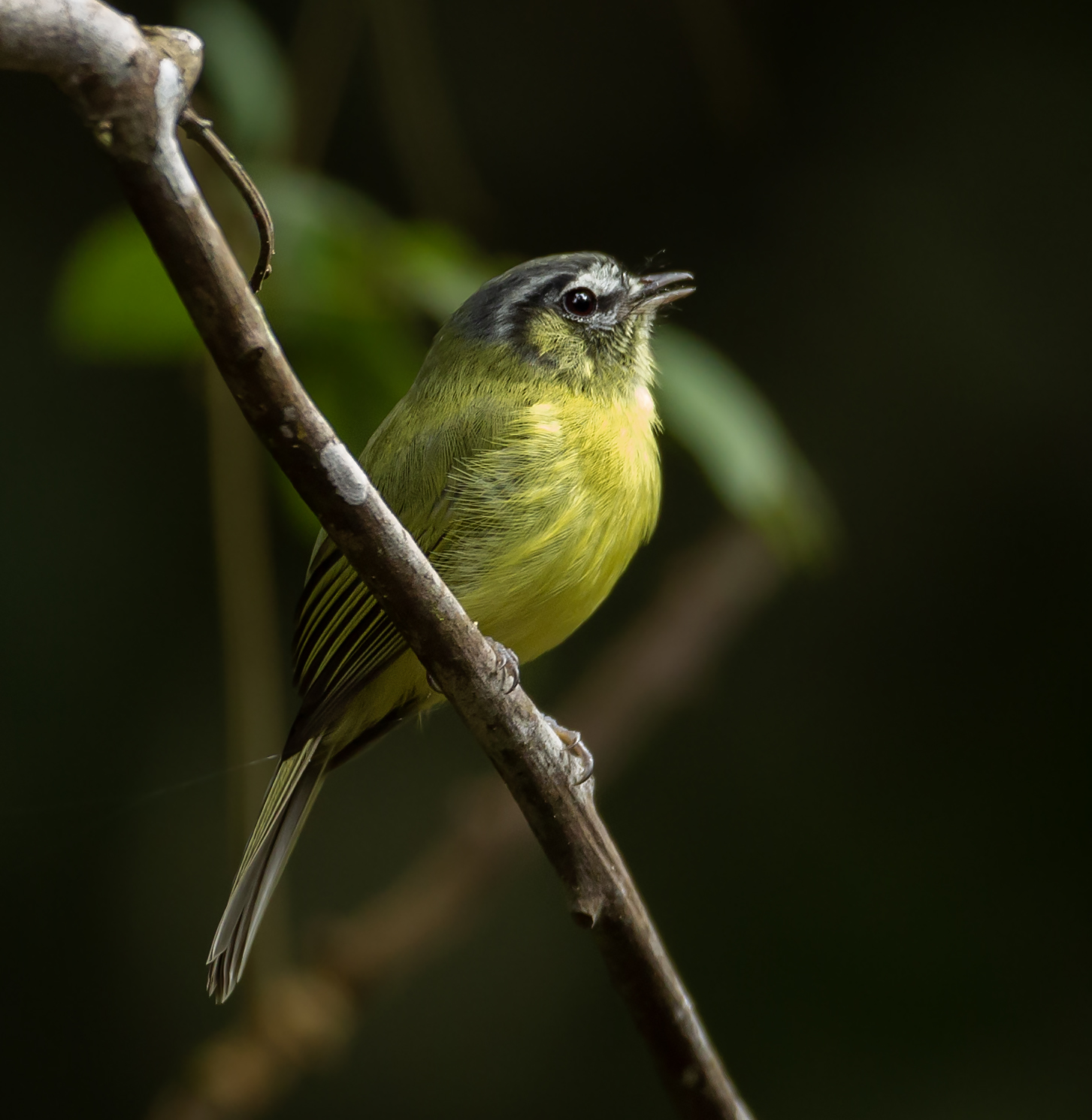 Aves do Piracicaba: Barbudinho, raridade do alto Rio Piracicaba